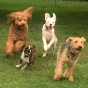 Boarding Kennels London Ontario